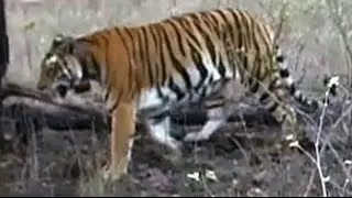 The Panna tiger reserve turnaround story