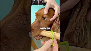 This Dog Trusted His Owner Completely During Tick Removal 😳🐶 #shorts #PetLoversUSA #bankubhaiya