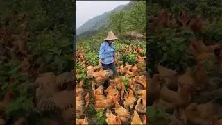 China's Unique Poultry Farming?