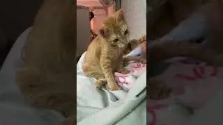 My little orange kitten is so adorable playing around.