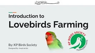 Lovebirds Farming From A to Z | KP birds Society | Lovebirds Farming Workshop