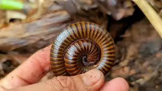 When is Millipede Close-up? Find The True Story Of Giant Millipede