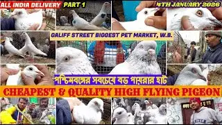 Galiff Street Market Quality High Flying Pigeon Seller| পশ্চিমবঙ্গের সবচেয়ে বড় পায়রার হাট | 04/01/26