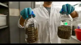 CBD Nation: Cannabis and Cancer