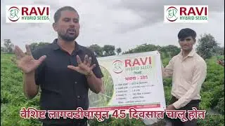 Ravi Hybrid Seeds Chilly Bhavna 285