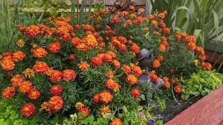 Barefoot Gardener Project Explained and 3D Garden Gadgets