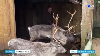 Décor mystérieux et animaux lumineux : immersion dans la forêt enchantée de ce parc animalier