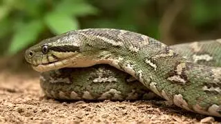 A Day of the Amazon Hunter Snake | Ultra Realistic 8K Wildlife Cinematic