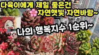 다육이 키우기 겨울나기 햇빛이 보약🌸여전히 행복지수 1순위 🤗❤️