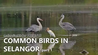 Common Birds in Selangor by malaysianbirder