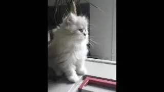 Persian Chinchilla kitten