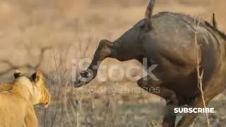 Power Of Determination,The Message of Survival