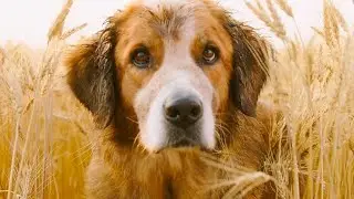 Story Of A Dog Who Searched For His Master For Five Lives | Movie Recaps