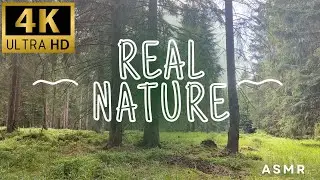 Calm Forest with Relaxing Music – Nature Sounds for Sleep & Meditation