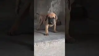 Great Dane Puppy for Sale &ndash; Giant, Gentle