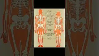 Difference between male &female skeleton #male #feamale #skeleton #female