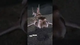 Meet the Bullhead Shark 🌊
