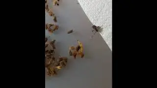 Leaf Insect Hatching (Phyllium Phillippinicum)