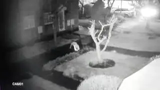 When the dog decides to chase... FAIL!