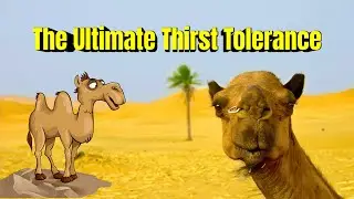 Camel Evolution: The Ultimate Thirst Tolerance