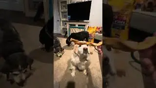 Gobbled down whole! #tmndoggos #dogs #dog #dogshorts #dogsofyoutube #dogvideos