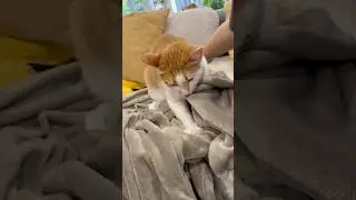 Kneading Cat Goes Full Zen Mode #catkneading #cutecat #catlover #shorts