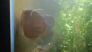 My two pairs of discus fish are laying eggs at the same time in the big tank.