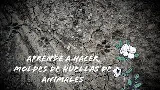 Aprende a hacer moldes de huellas de animales!! 🐛🐛🐛