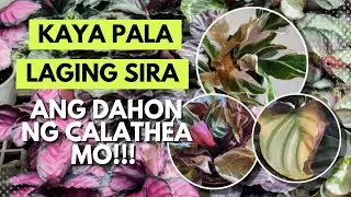 EVERYTHING YOU NEED TO KNOW ABOUT CALATHEA!