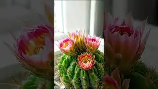 Beautiful cactus flower