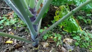 Walking Stick Cabbage Specimen #1 / Rainy Season