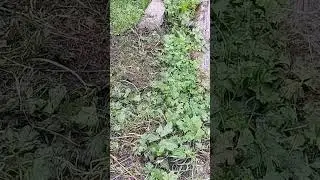 Tree Frog jumping away.