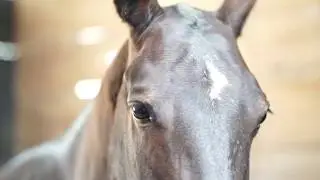 The Polo Challenge Countdown