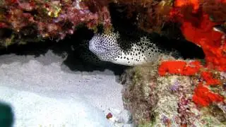 Diving with Laluz Optics L800 & Canon S100 underwater housing WP-DC43