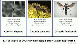 List of Insects of Order Hymenoptera Family Crabronidae Part 1 cerceris ectemnius bembix hunter