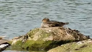 Female Smew takes a Break