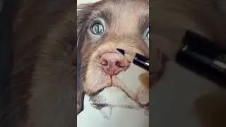 Drawing a puppy #shorts #puppy #spaniel