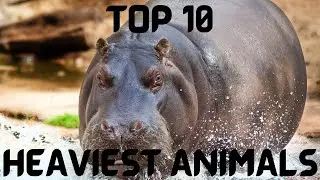 Top 10 Heaviest Animals