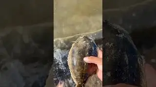 #inshorefishing #fishingtackle #nycfishing #saltlife #flounderfishing