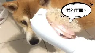 誰說柴犬很難吹乾？Petaum梳毛吹風機讓Money愛上烘乾｜25分鐘深層乾燥＋集中廢毛不亂飄