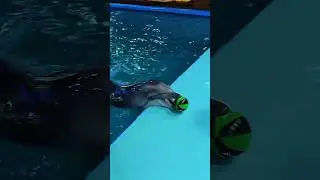 Dolphin😘🐬SeaWorld show live#dolphinshow#sealife#animals#orcaencounter#shortvideo#shorts#viral