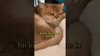 Small black dots under your cat's chin?