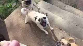 Dogs Catching(Not Catching) Food In Slow Motion