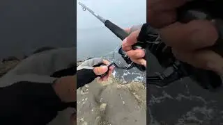 Shore Jigging  #docaunhat #fishshary #japanfishing