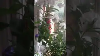 Wallflower grown bushy in home pot with holes and sunlight