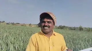 पहील्यांदाच गहु केला आणी तो पण अगदी जोमात #philia #farming #maharashtra #kisan #organic 