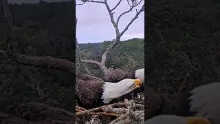 Bald eagle couple working together to build nest #wildlife #nest #birds #animals