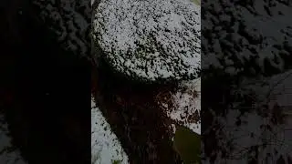 Sandals in the snow