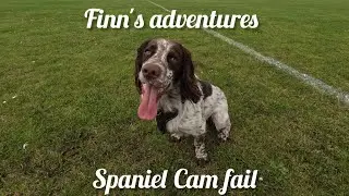 Spaniel Cam - Finn's adventures to Dalkeith High School Campus - GoPro fail lol