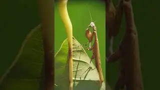 Praying Mantis macro video